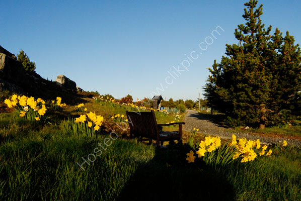  DSC0010 -Memorial Wood